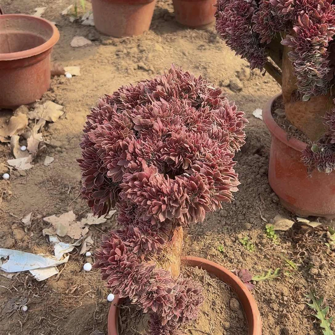 张*女神缀化脱土发货