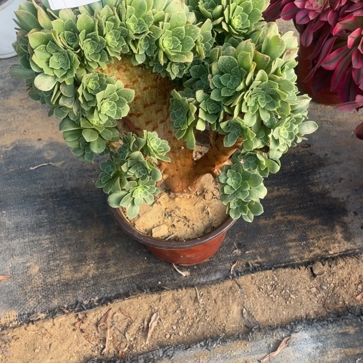 多肉绿杨蓉朵朵缀化578