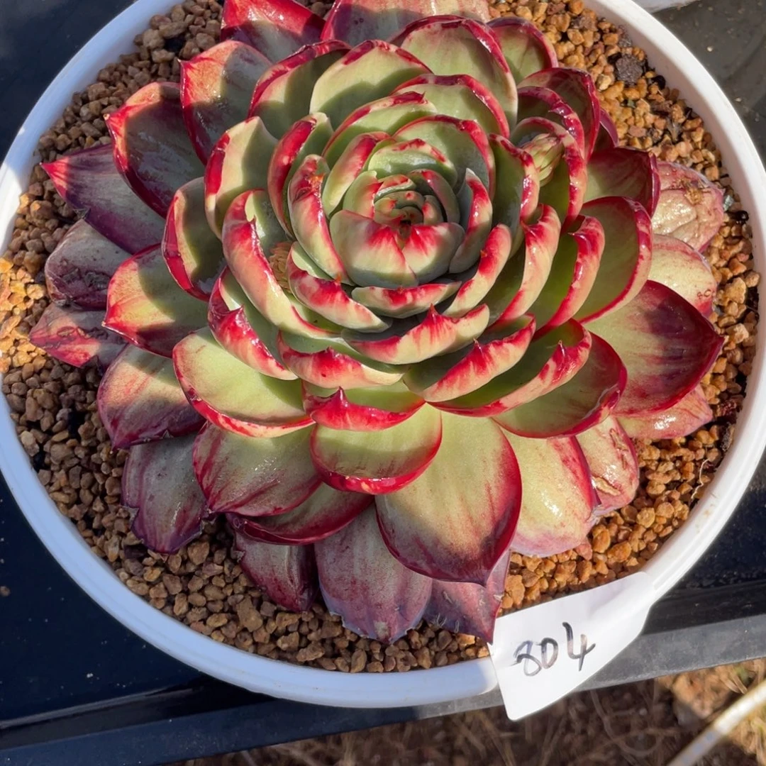 冠服23左右惊鸿仙子