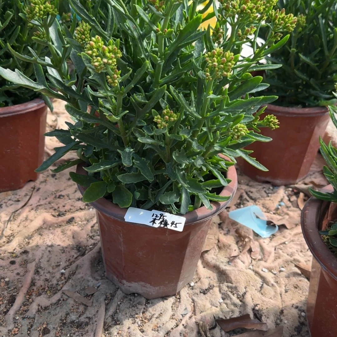 完全开放111111111111