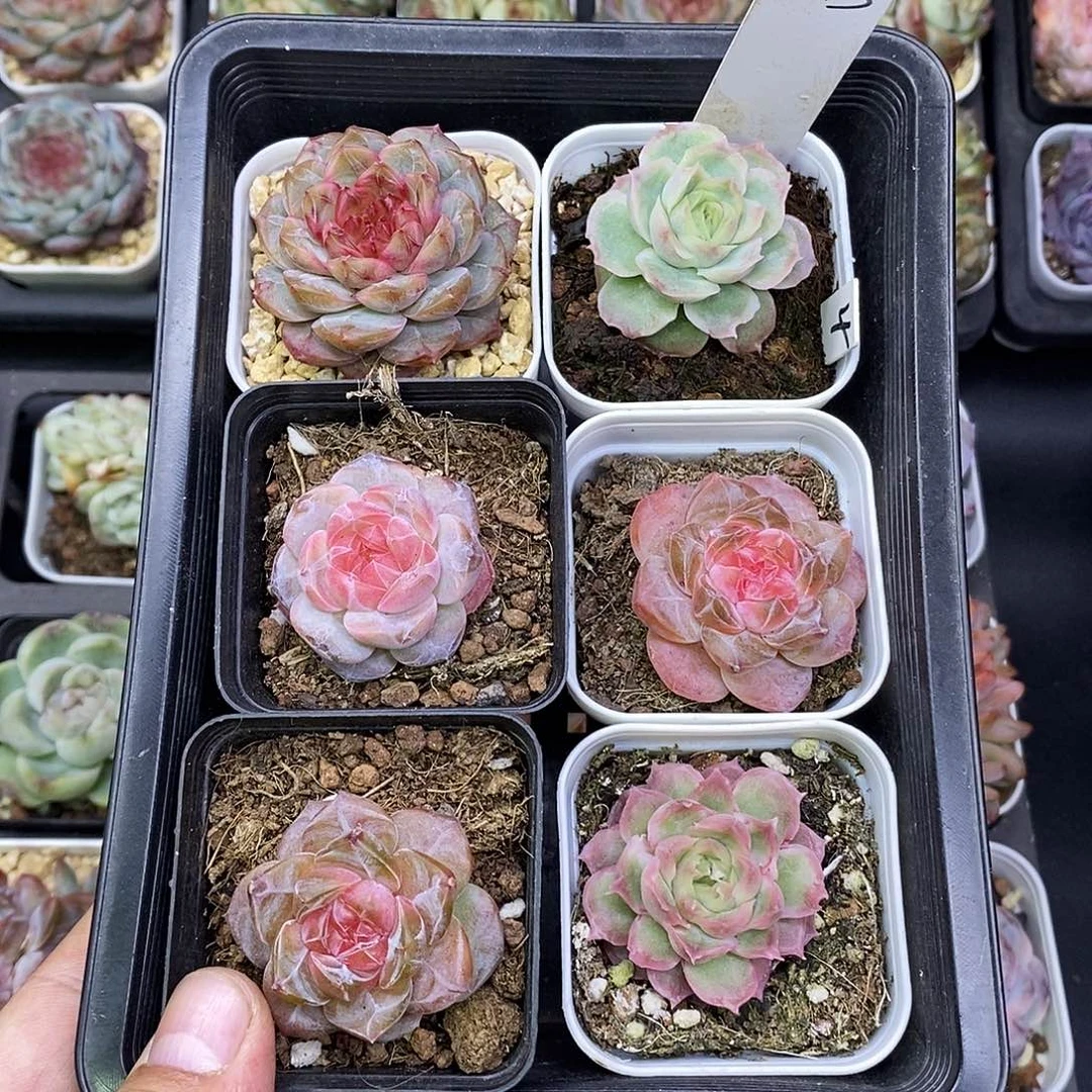 熊***豆2625一筐6颗多肉植物5厘米盆