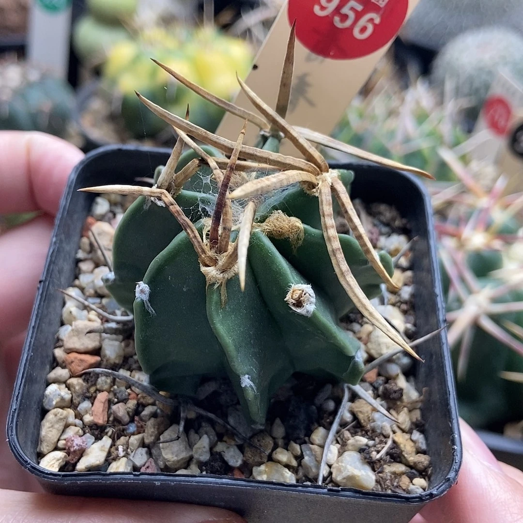 实生水牛角豪刺大凤玉4.9cm
