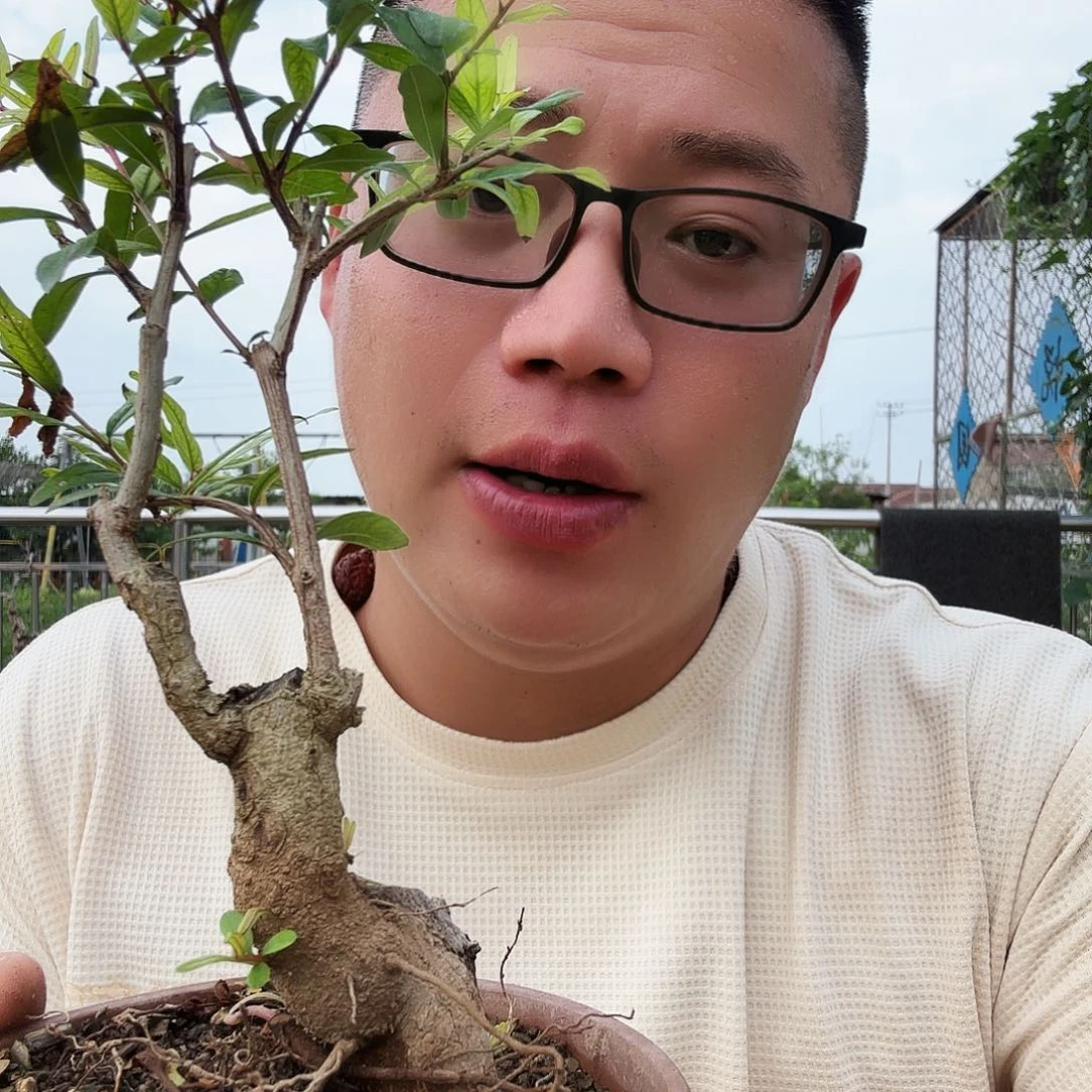 龙***哥当前无花朵，栽培后可花朵