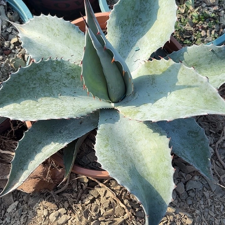 鲸鱼舌35689999000000