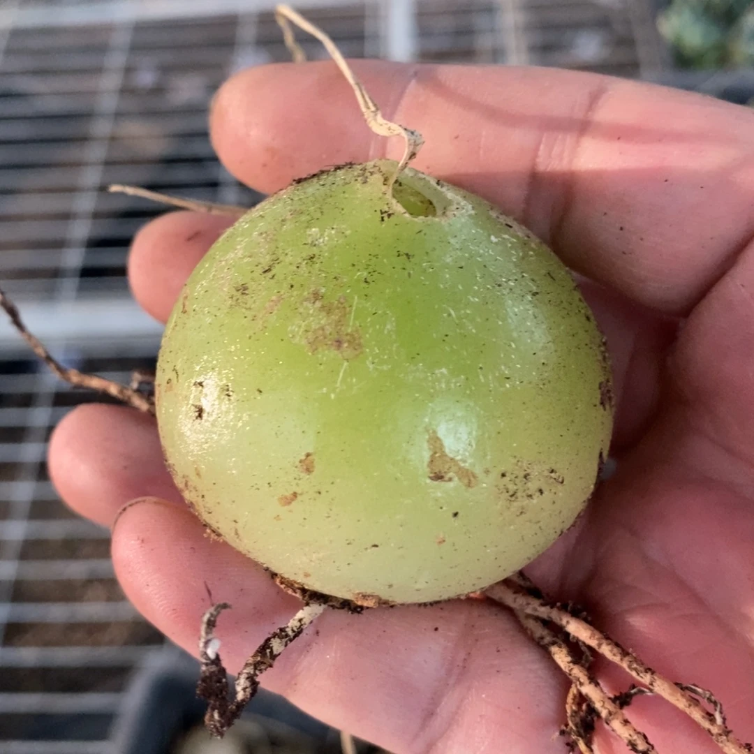 808 一颗小苍角殿 中秋福利