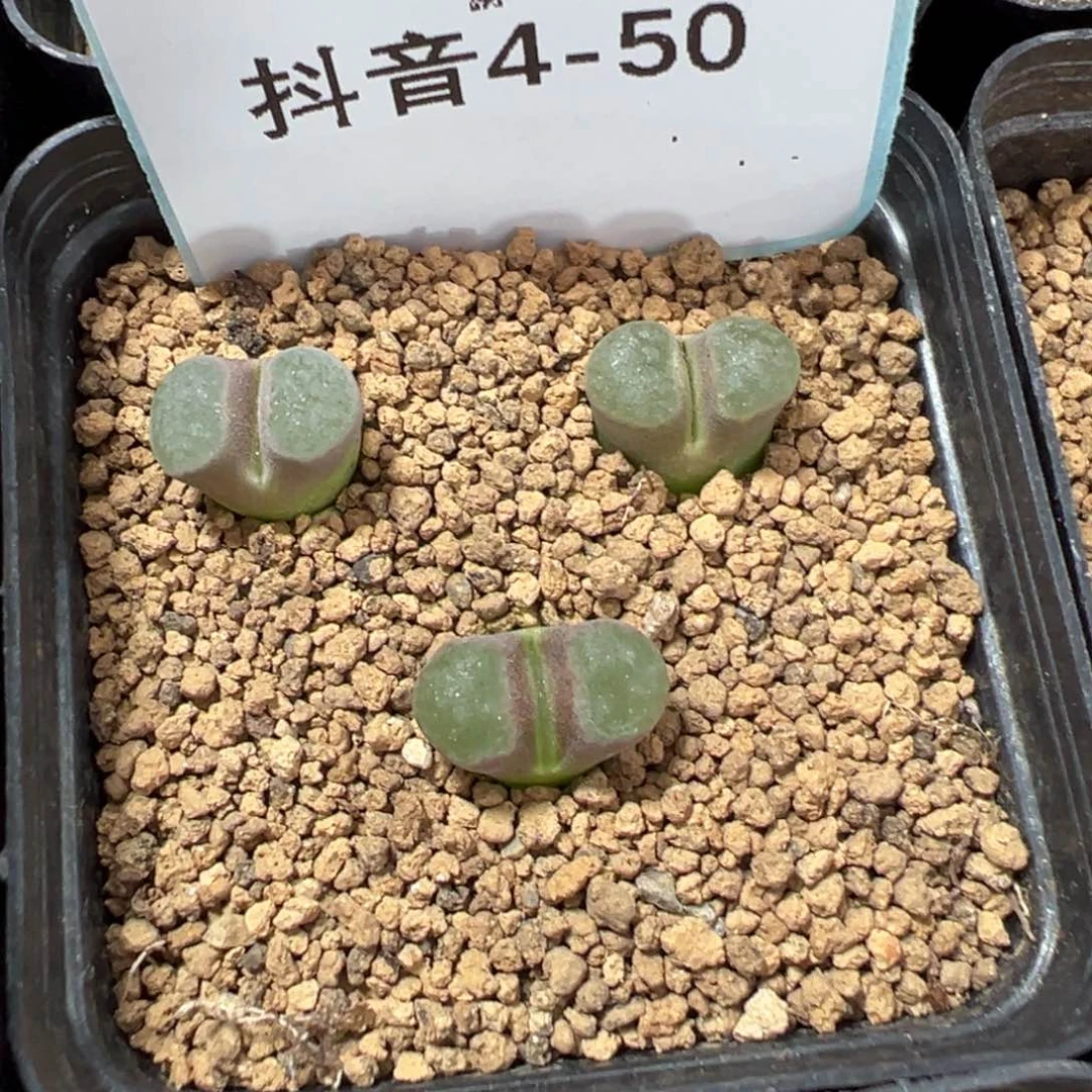 4-50肉锥多肉植物