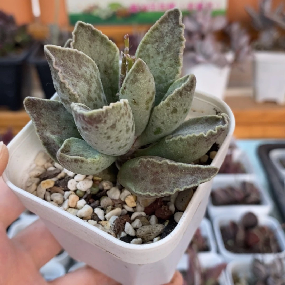 【闪购商品】无花朵大波浪