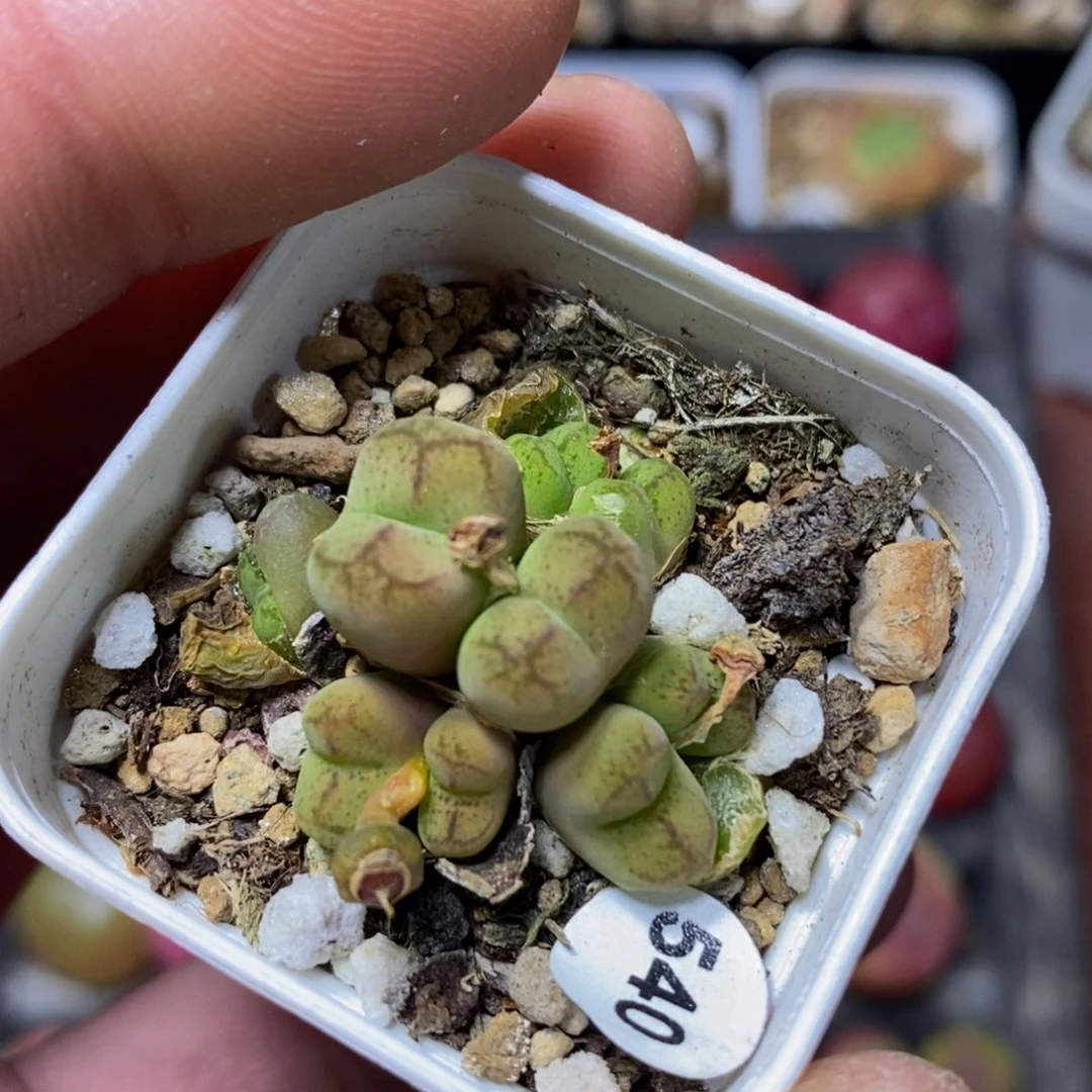 猴杂九头多肉植物540