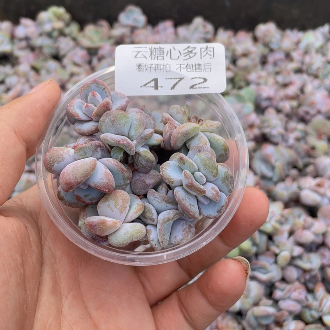 云糖心多肉植物472