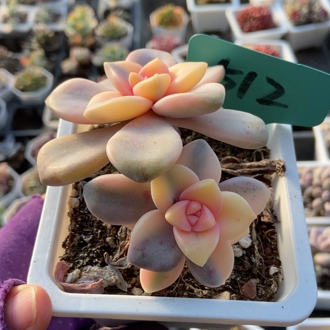 512紫乐锦多肉植物多肉