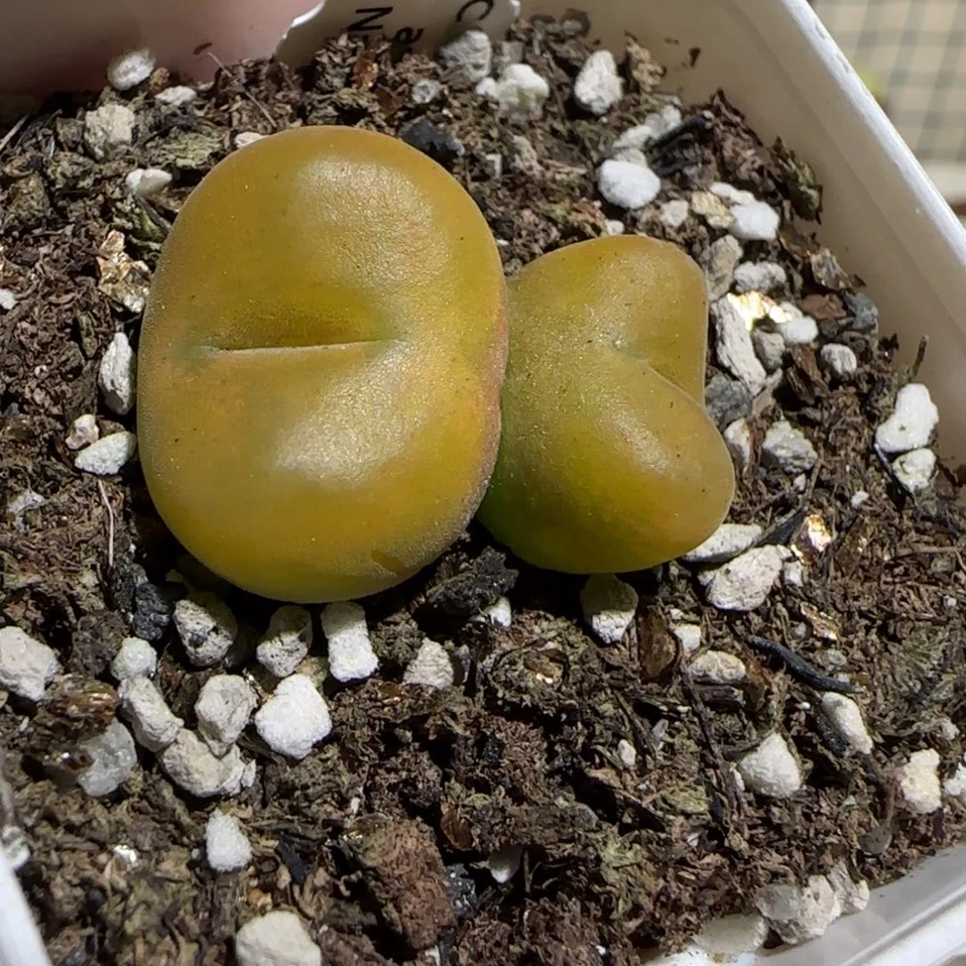 肉锥多肉植物组合-优选水蜜桃1038