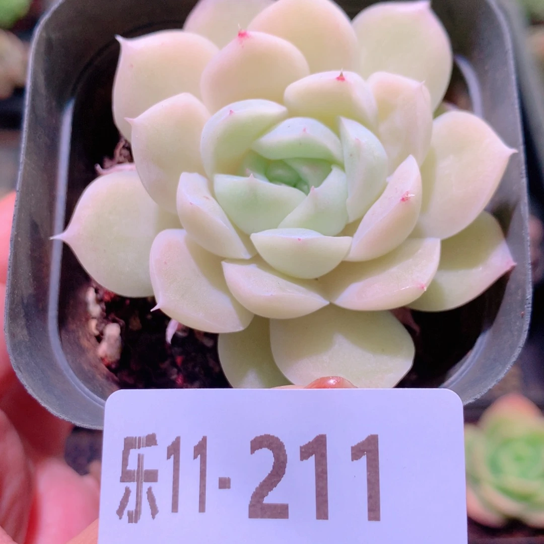 乐然11-211 白冰雪女王