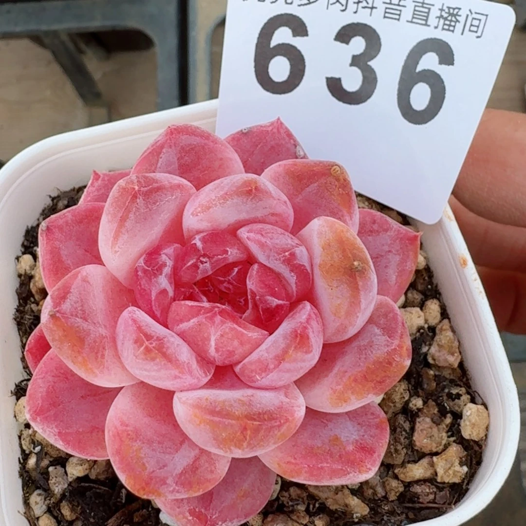 粉魄         精品多肉