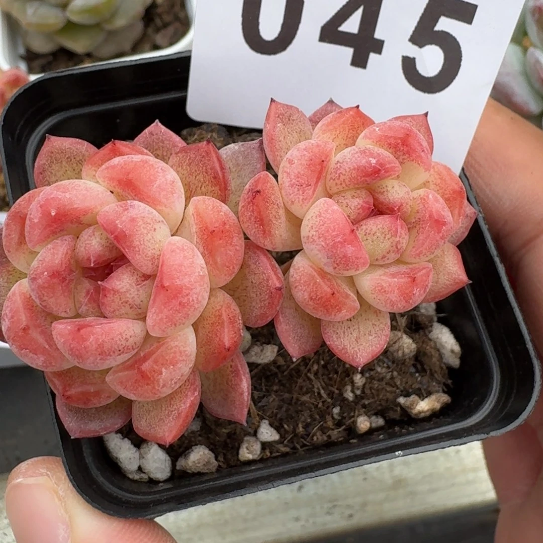 甜心树桩            精美多肉植物
