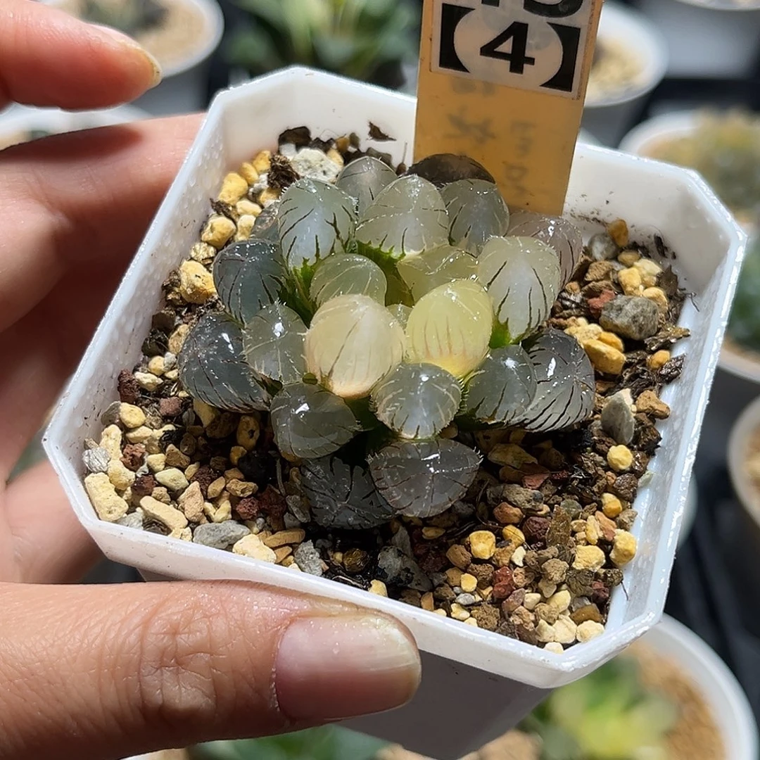 43-4实生玉露锦福利福利