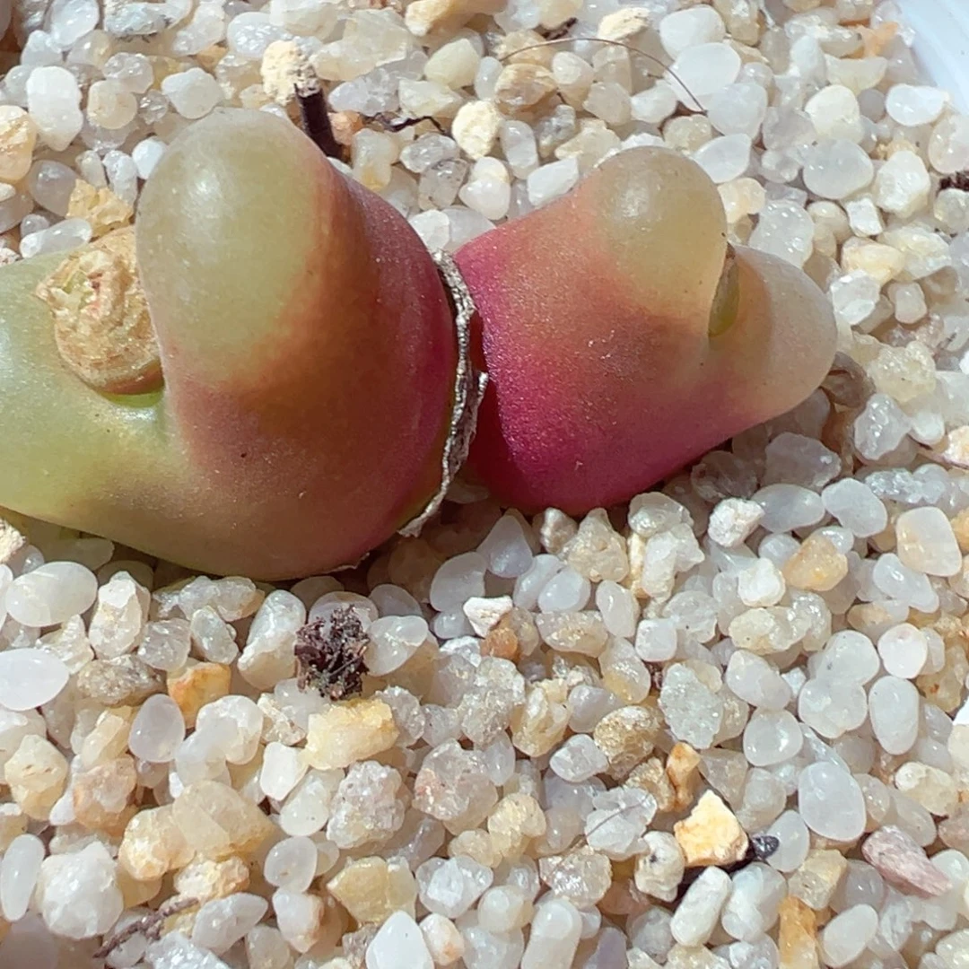 1219-840多肉多日