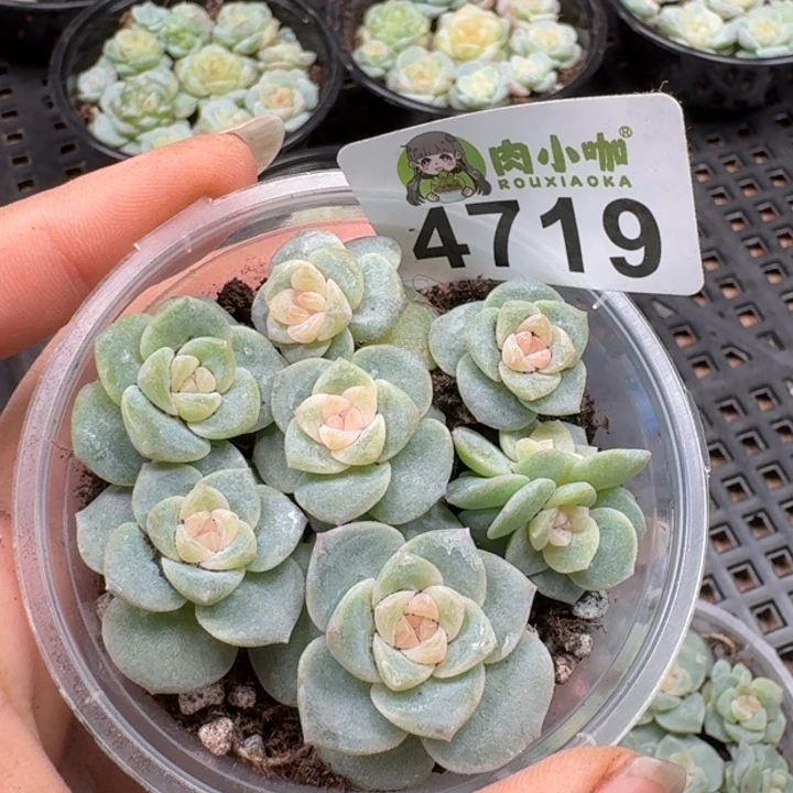 多肉植物多肉植物