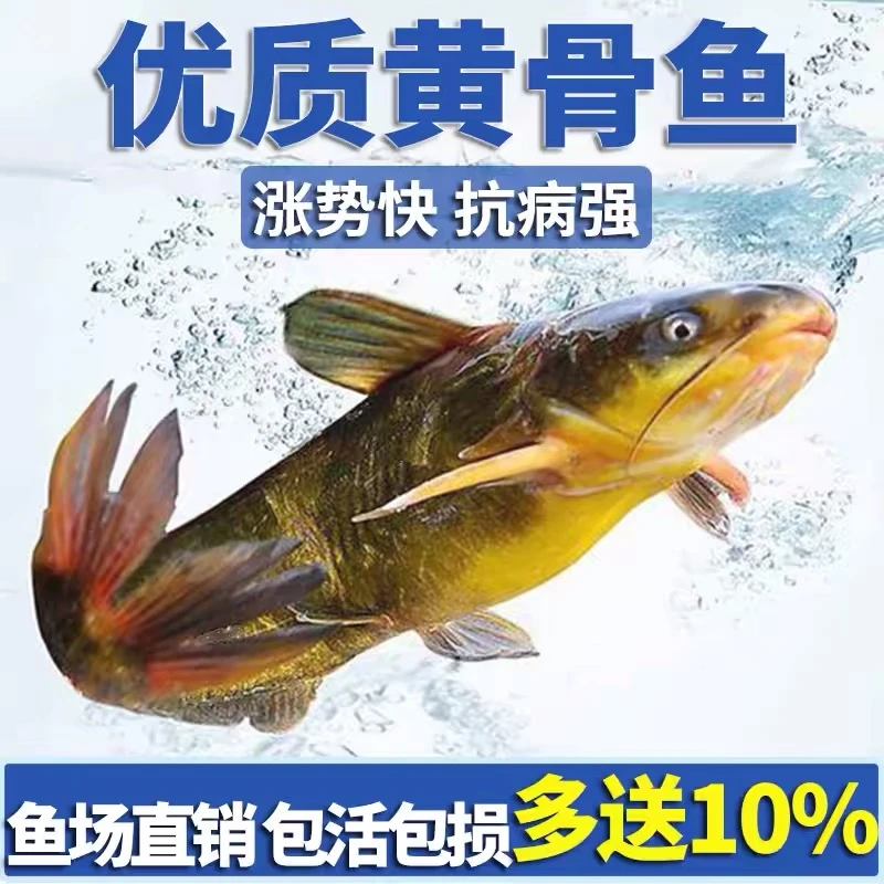 黄骨鱼苗淡水养殖食用黄辣丁黄丫头黄鸭叫昂刺鱼冷水观赏黄颡鱼苗