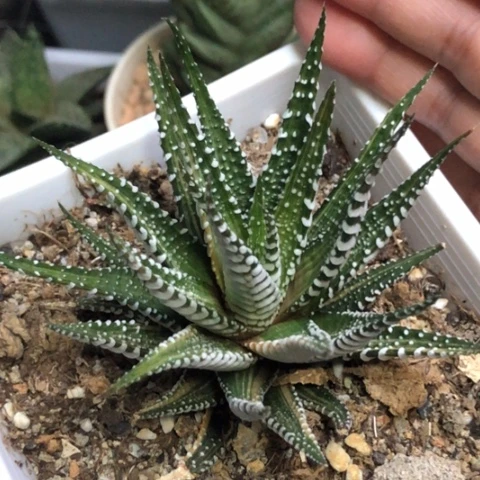 斑马锦哈哈哈哈哈哈哈