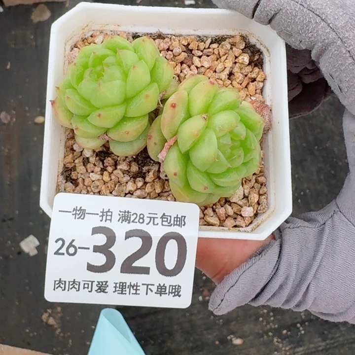 灯泡珍妮无盆土发货多肉无