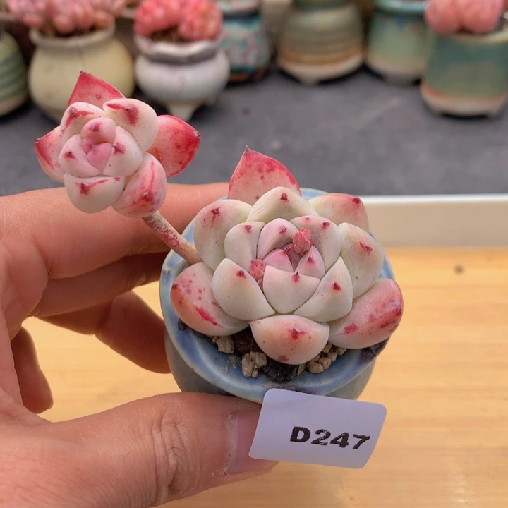 一物一拍满38包邮D247