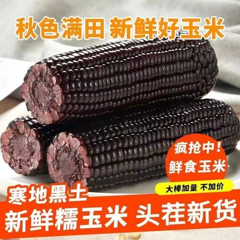 【试吃两根】9-10根黑糯玉米带箱6斤黑糯真空包装