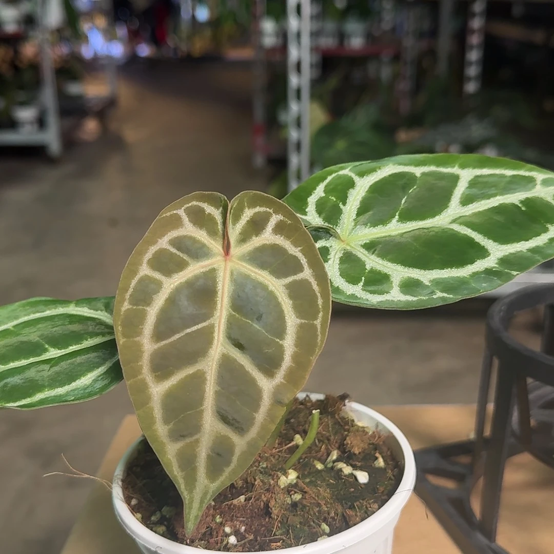 无花朵W192米歇尔杂