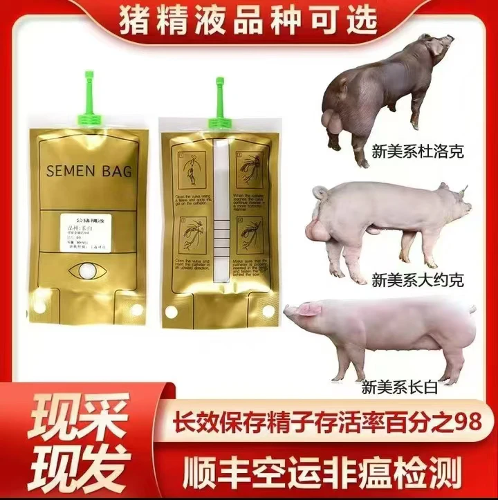 纯种黑金刚 巴克夏精液
