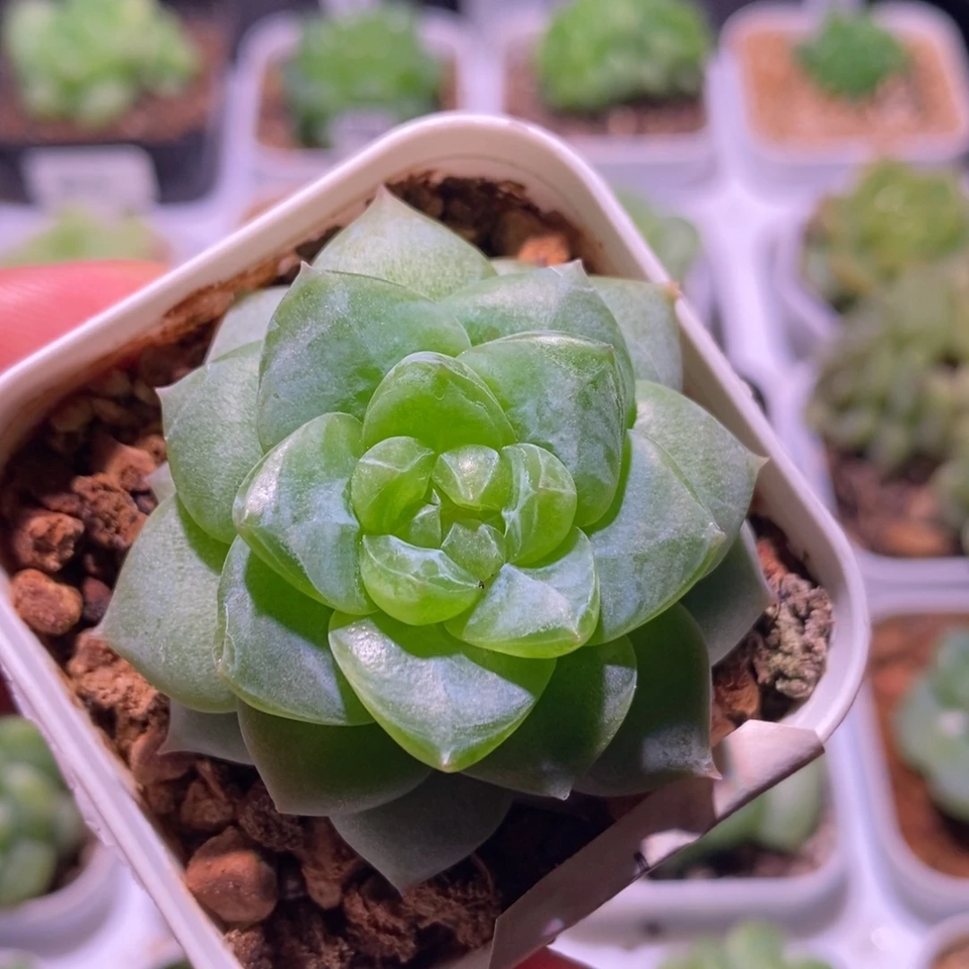 珍妮糖心，多肉植物