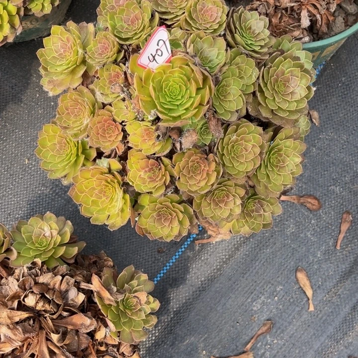 407红魔多肉植物法师