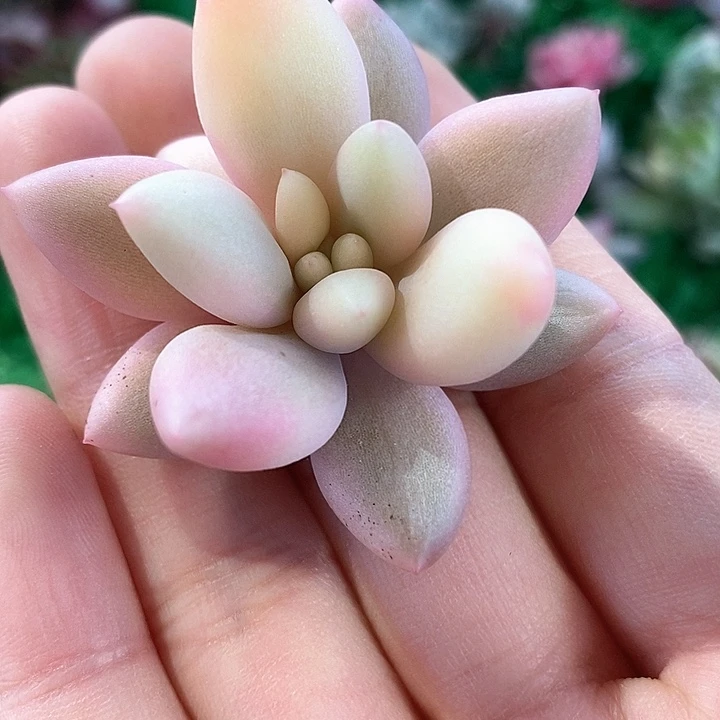 蜜桃啵啵一物一拍，