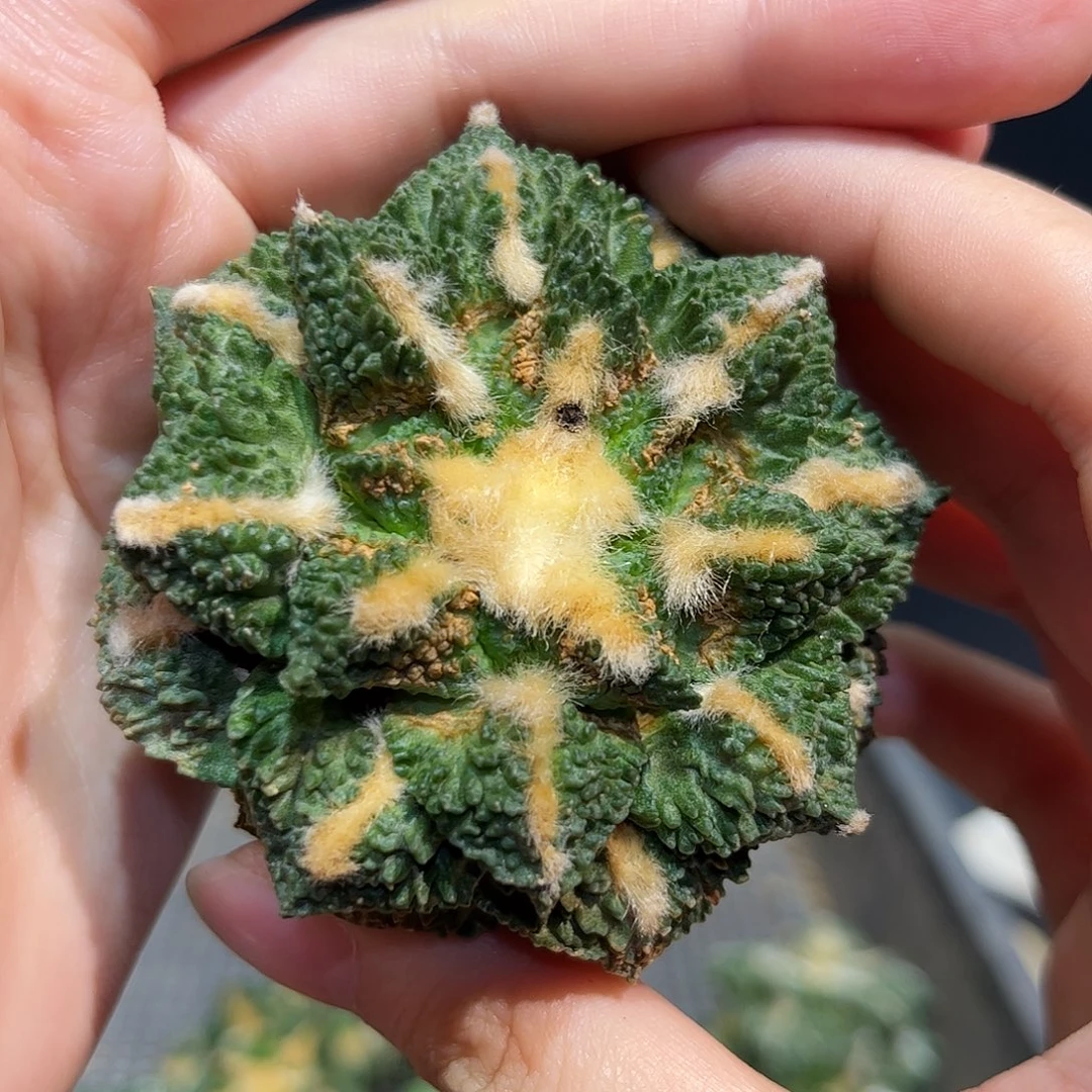 5.8cm自根好好龟甲牡丹微损