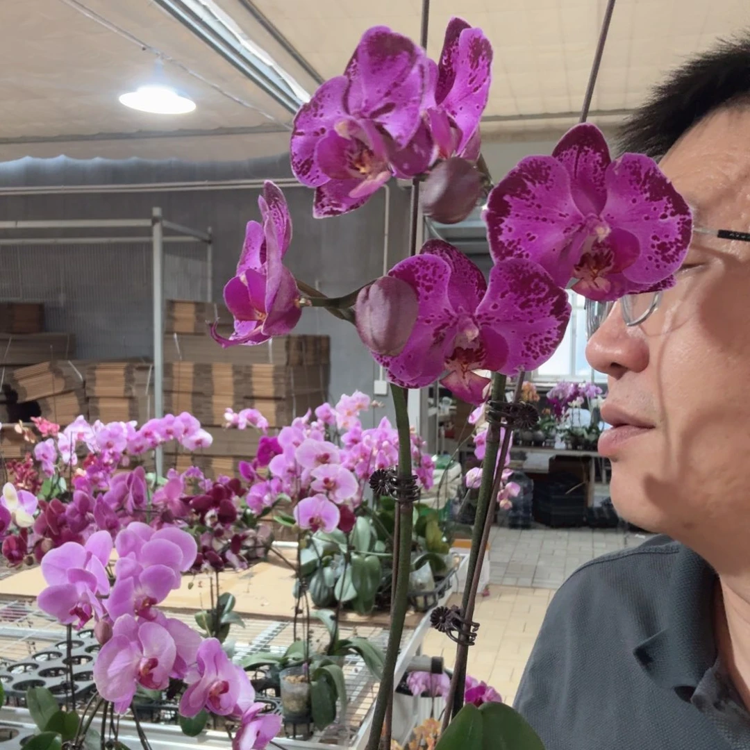完全开放003潮流双剑带花苞