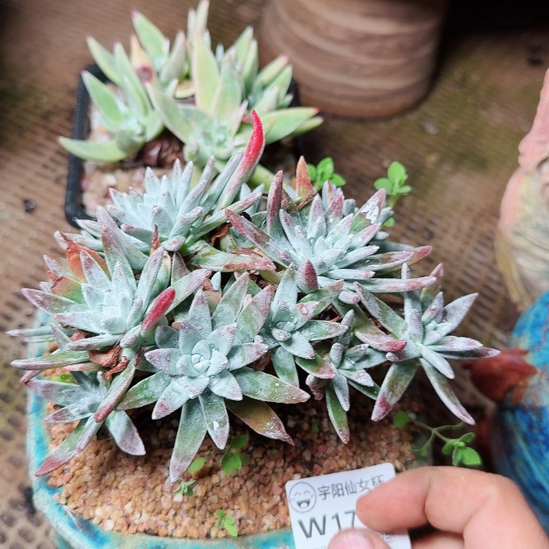 1701两颗仙女杯多肉