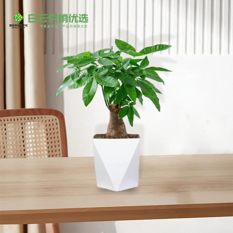 发财树盆栽植物室内外客厅绿植小盆景四季常青办公室好养招财绿植