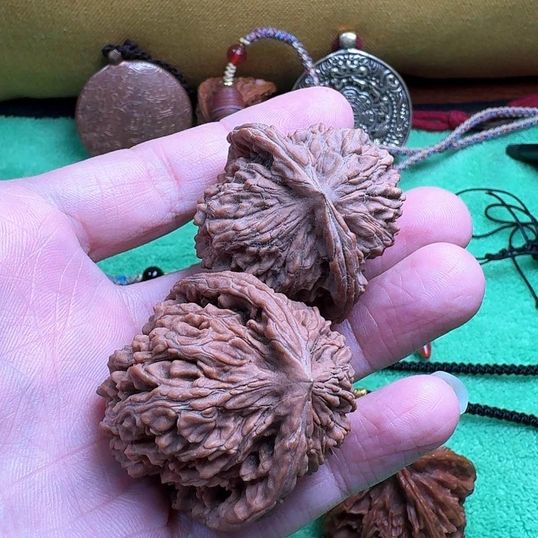 宠分核桃一对价格合适