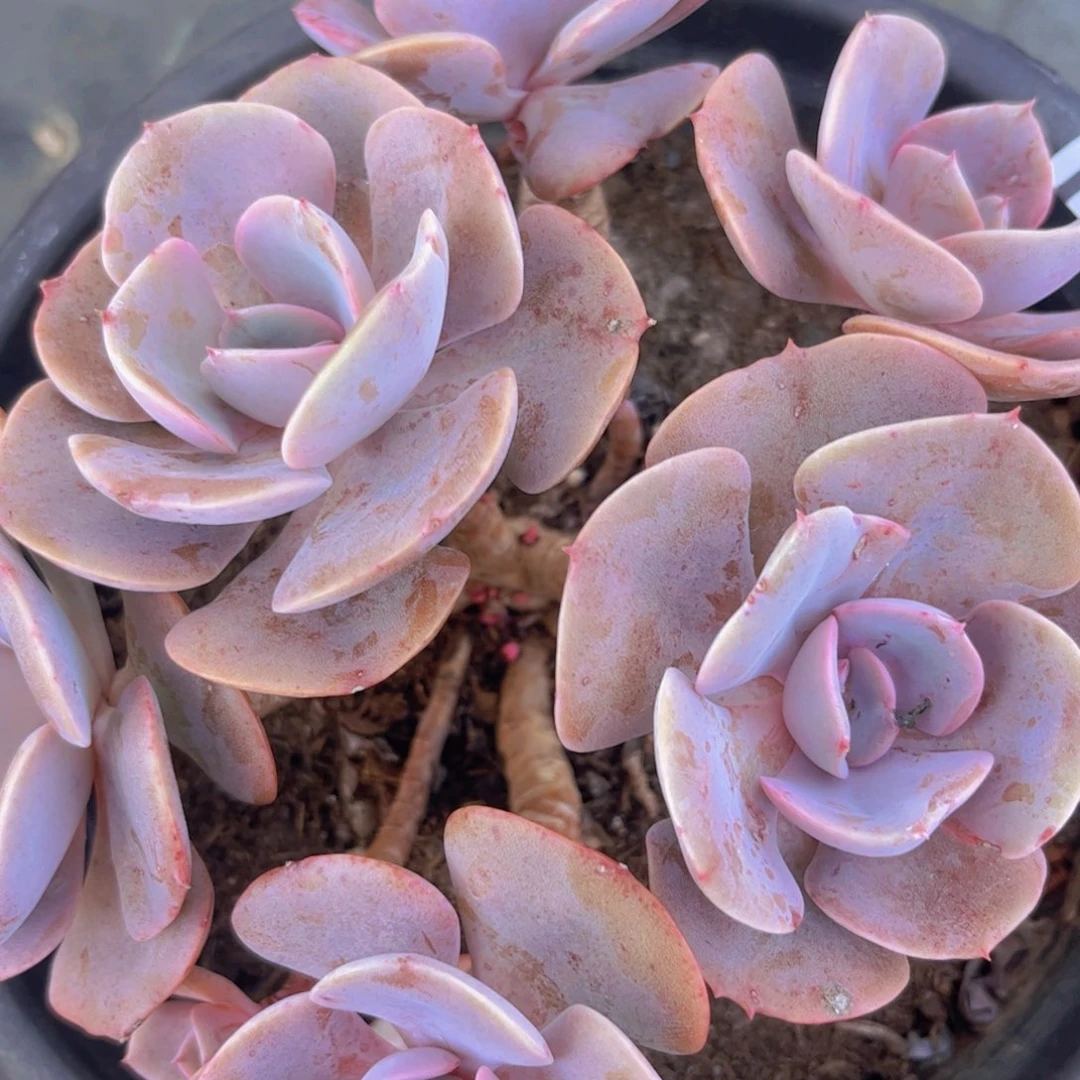 尘埃玫瑰28165多肉植物