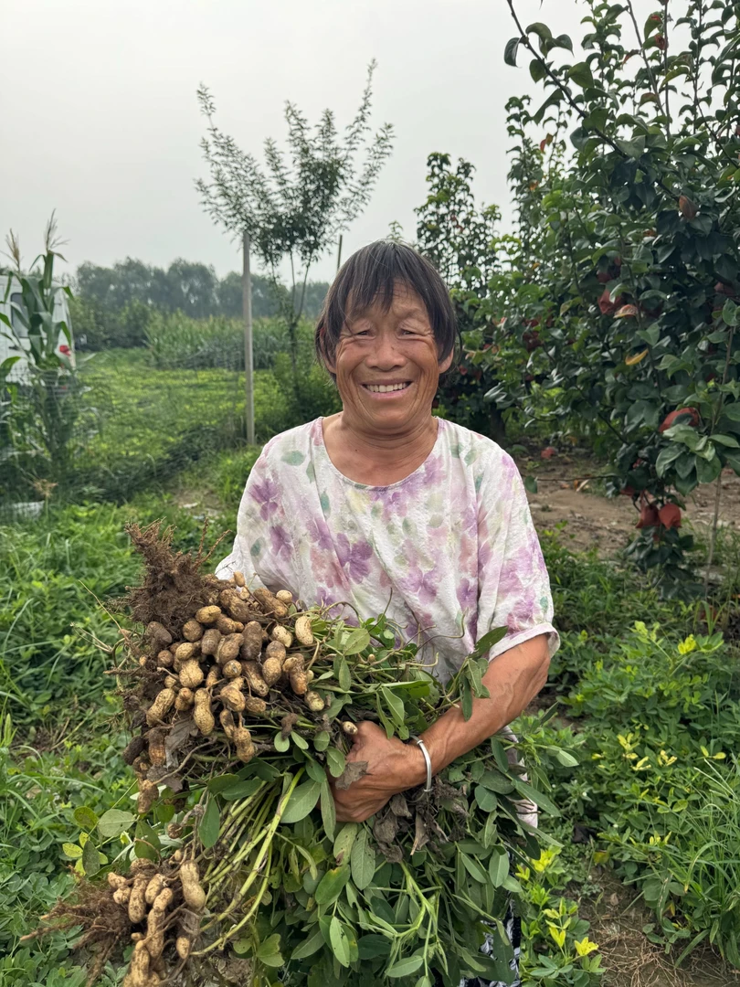峰虎山生鲜快递自家果园种的鲜花生颗颗饱满现摘现发水嫩多汁
