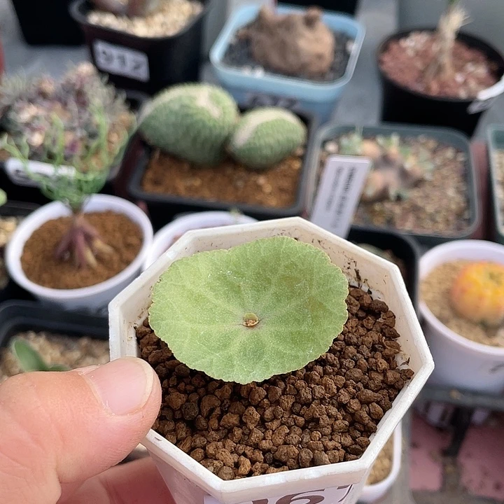 067小雨伞块根植物