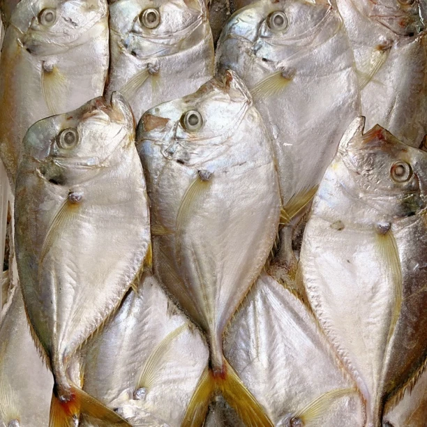 台山特产淡口月亮仓鱼冰鲜肉质紧实到手2斤