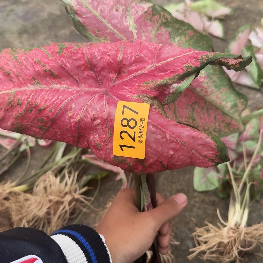 完全开放1287芭蕾舞鞋裸球不售后
