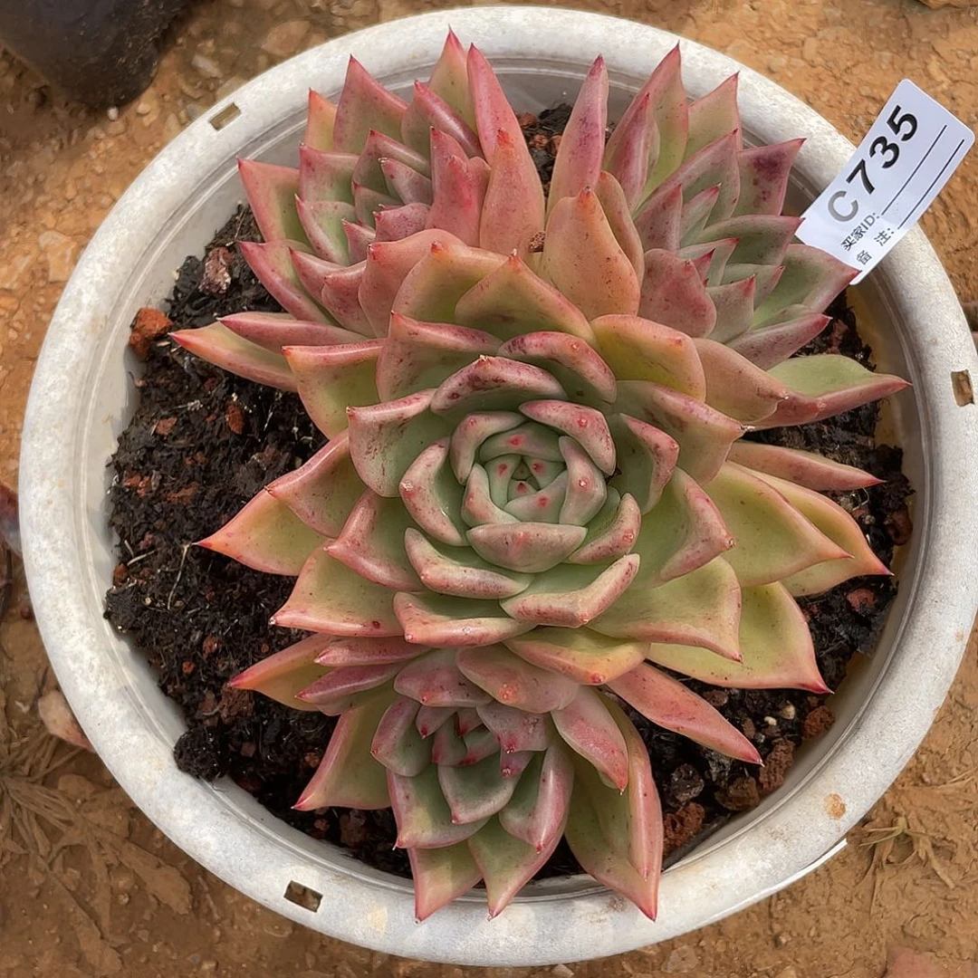 若如东云单拍C735