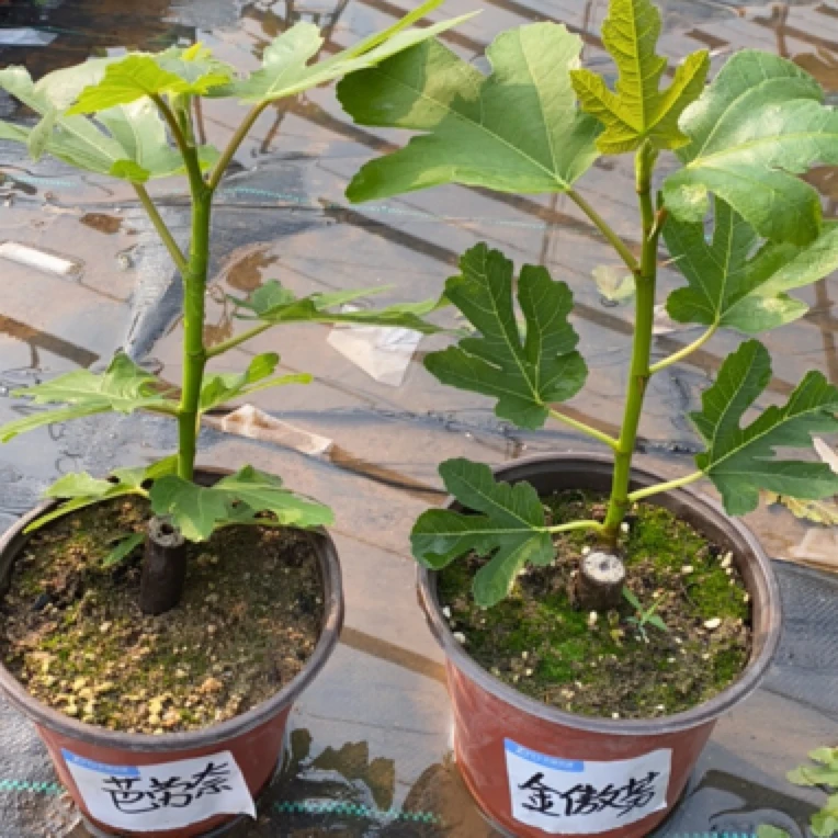 芭劳奈金傲芬2个品种发2盆原盆原土发货葡萄无花果树