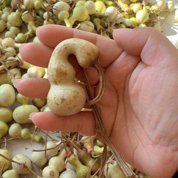 风***云青皮葫芦不保成不退不换