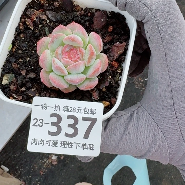 七仙女多肉无盆土发货无
