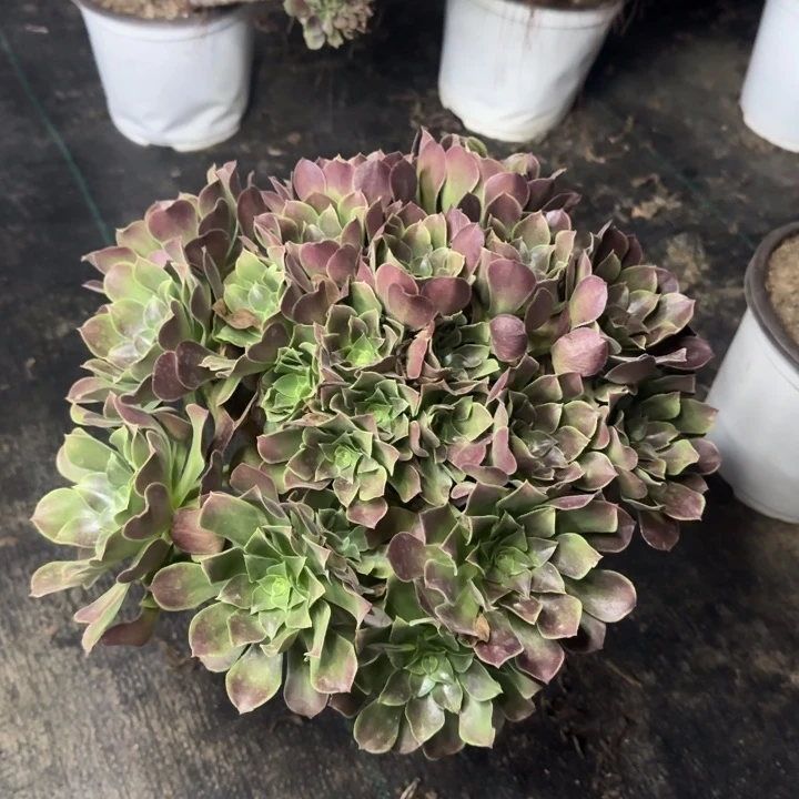 荷兰玫瑰两单包邮。