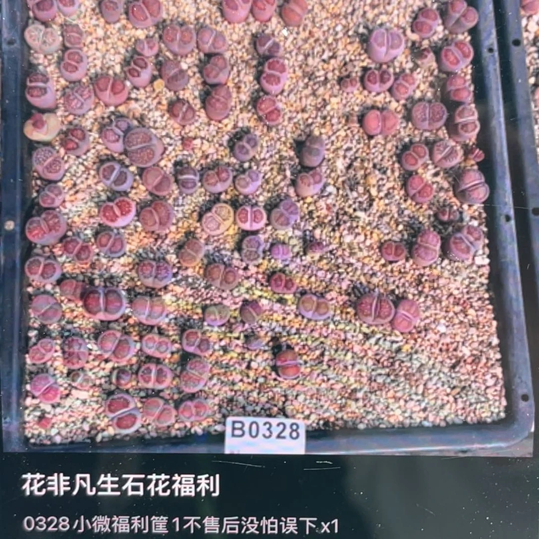 三***薇0328福利筐1不售后