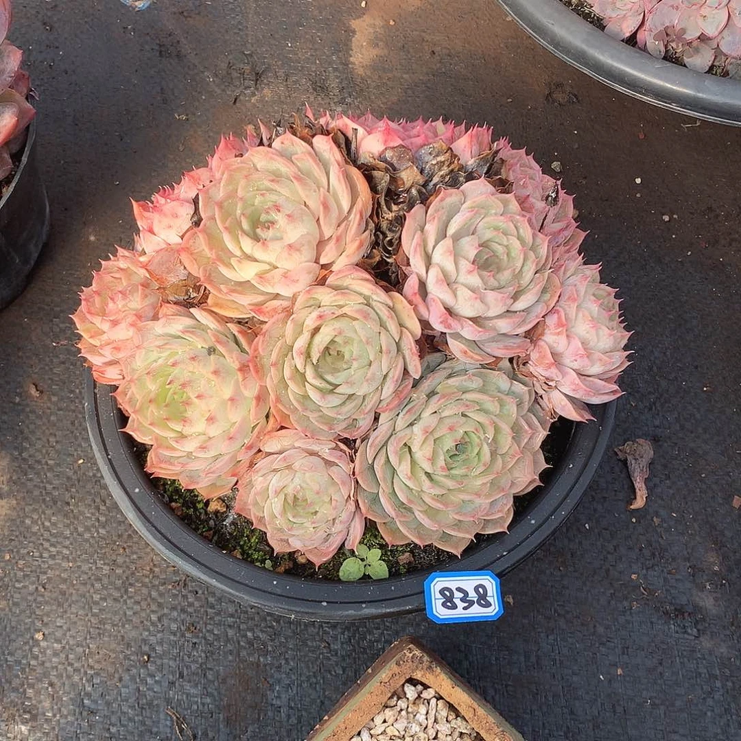 838昂斯诺 一物一拍多肉