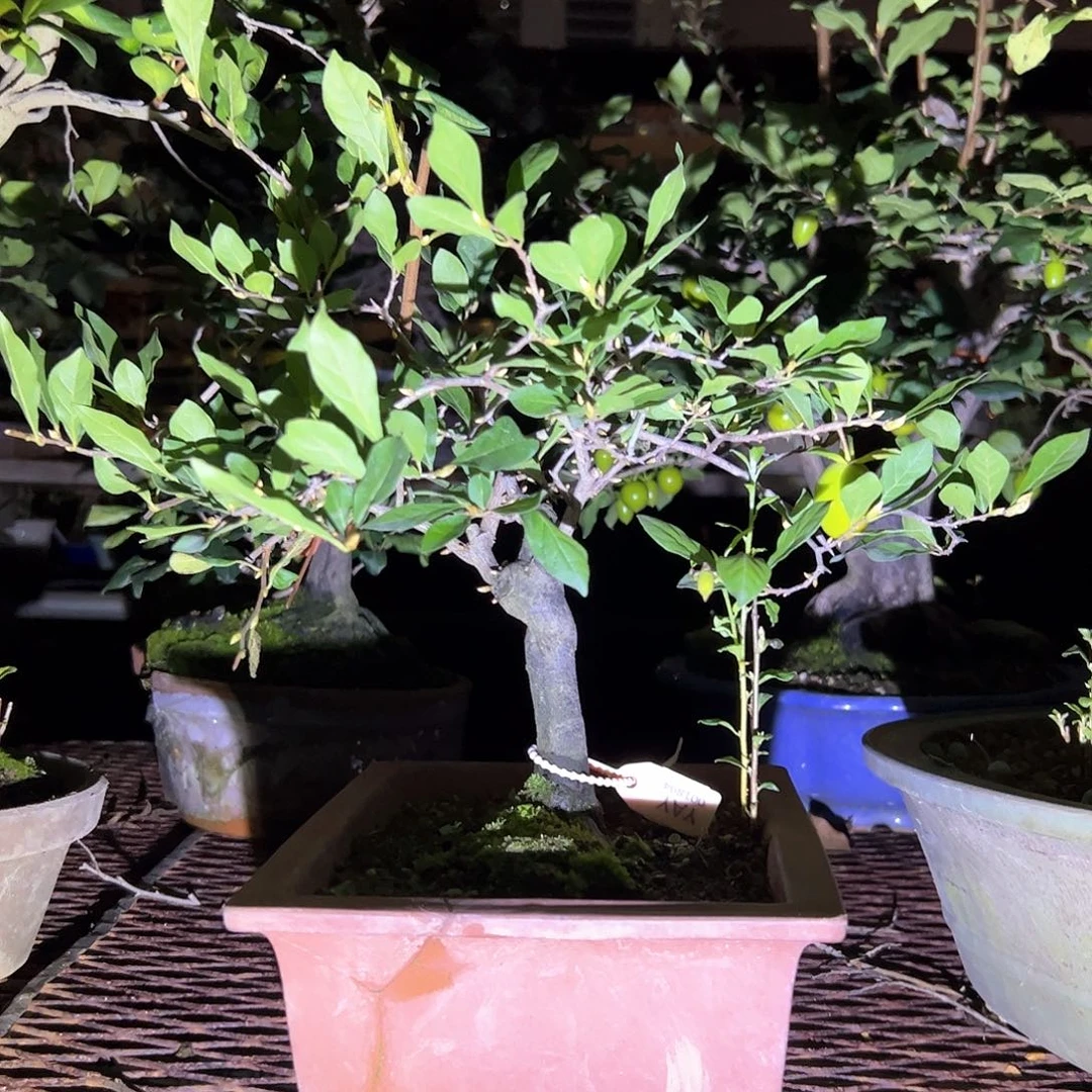 无花朵盆景不包邮001894