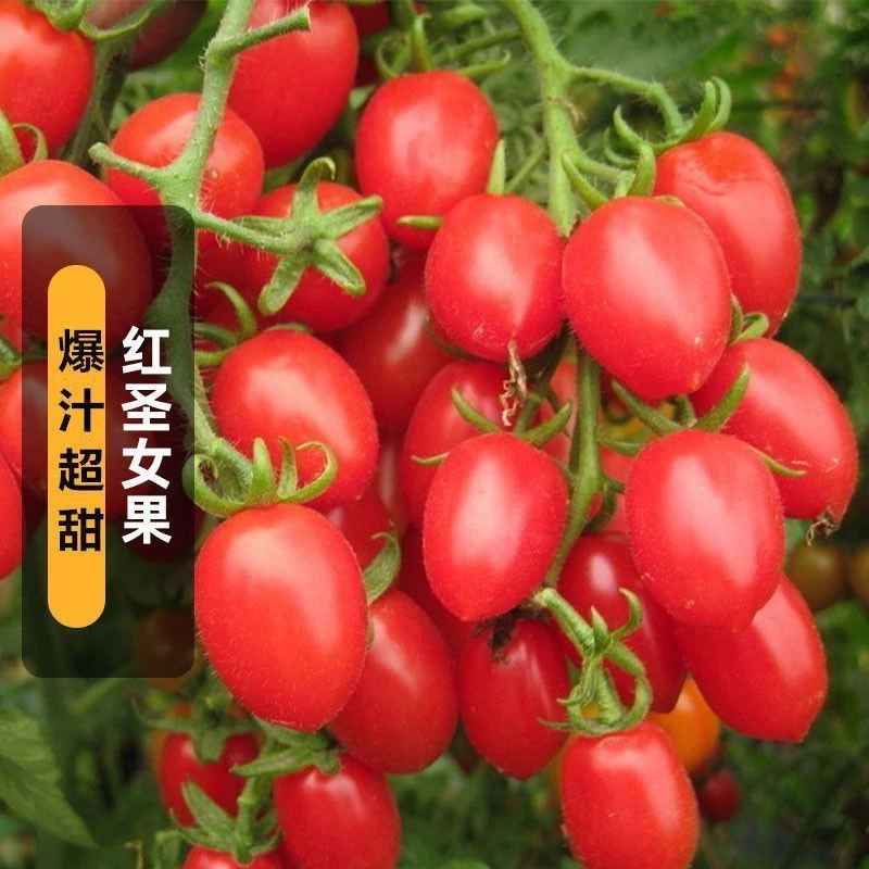 红圣女果种子超甜爆千禧小番茄阳台盆栽庭院高产水果蔬菜种子大全